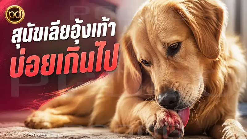 สุนัขเลียอุ้งเท้า บ่อยเกินไป