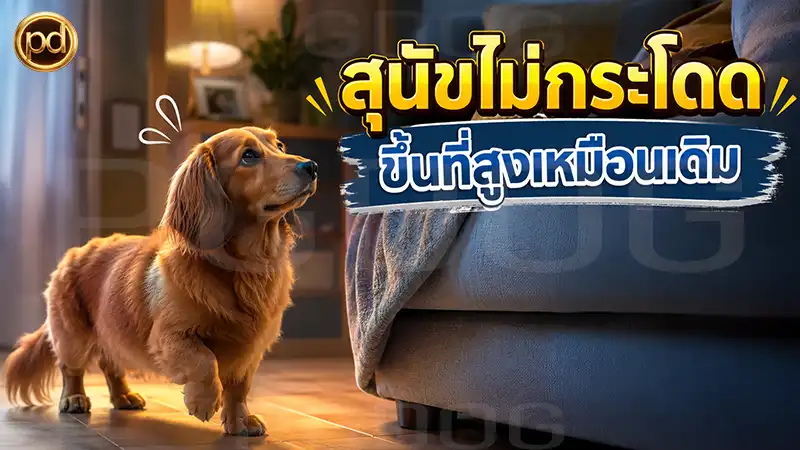 สุนัขไม่กระโดด ขึ้นที่สูงเหมือนเดิม