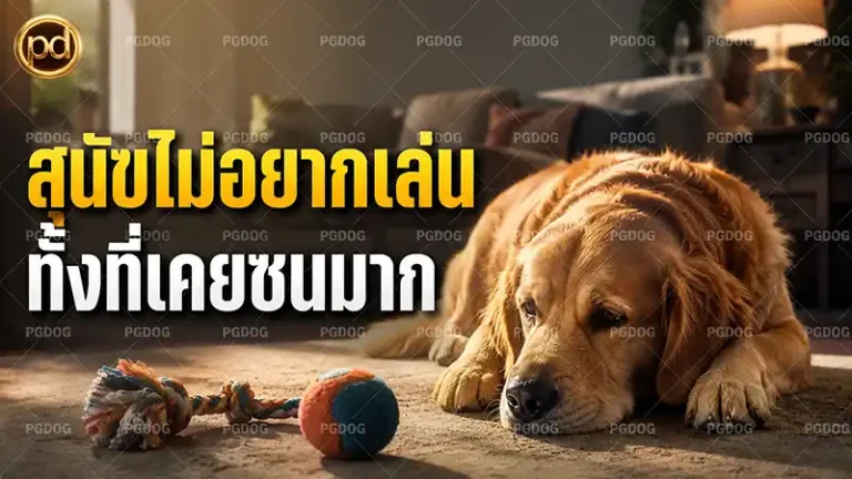 สุนัขไม่อยากเล่น ทั้งที่เคยซนมาก