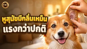 หูสุนัขมีกลิ่นเหม็น แรงกว่าปกติ