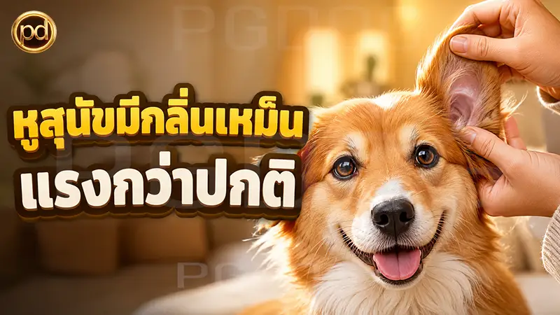 หูสุนัขมีกลิ่นเหม็น แรงกว่าปกติ
