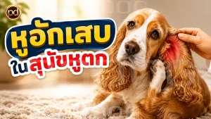 หูอักเสบ ในสุนัขหูตก