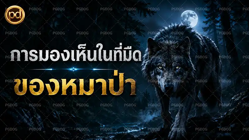การมองเห็นในที่มืด ของหมาป่า