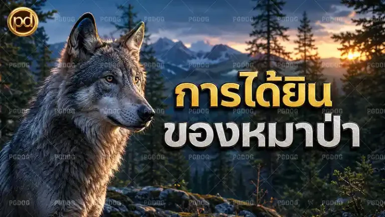 การได้ยิน ของหมาป่า
