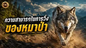 ความสามารถในการวิ่ง ของหมาป่า