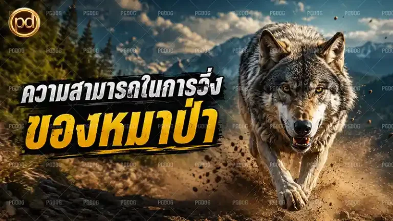 ความสามารถในการวิ่ง ของหมาป่า
