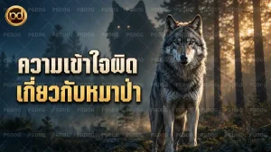 ความเข้าใจผิด เกี่ยวกับหมาป่า