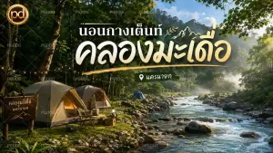 นอนกางเต็นท์ คลองมะเดื่อ