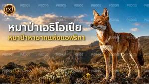หมาป่าเอธิโอเปีย หมาป่าหายากแห่งแอฟริกา