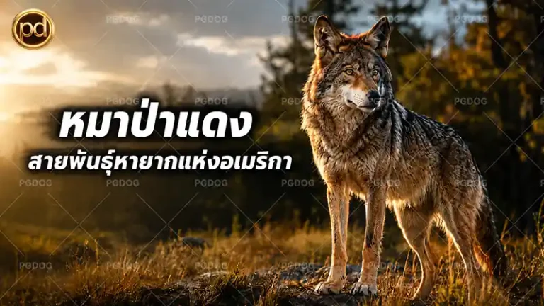 หมาป่าแดง สายพันธุ์หายากแห่งอเมริกา