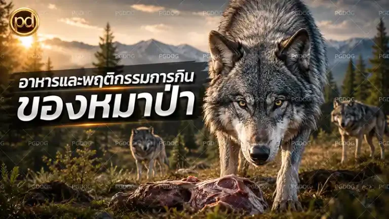 อาหารและพฤติกรรมการกิน ของหมาป่า