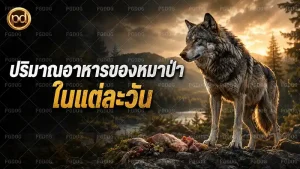 ปริมาณอาหารของหมาป่า ในแต่ละวัน