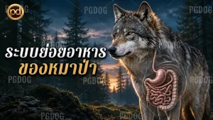 ระบบย่อยอาหาร ของหมาป่า
