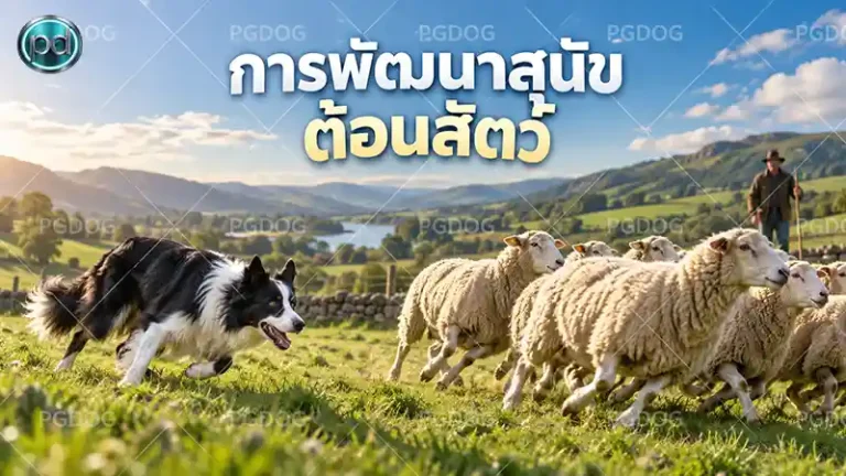 การพัฒนาสุนัข ต้อนสัตว์