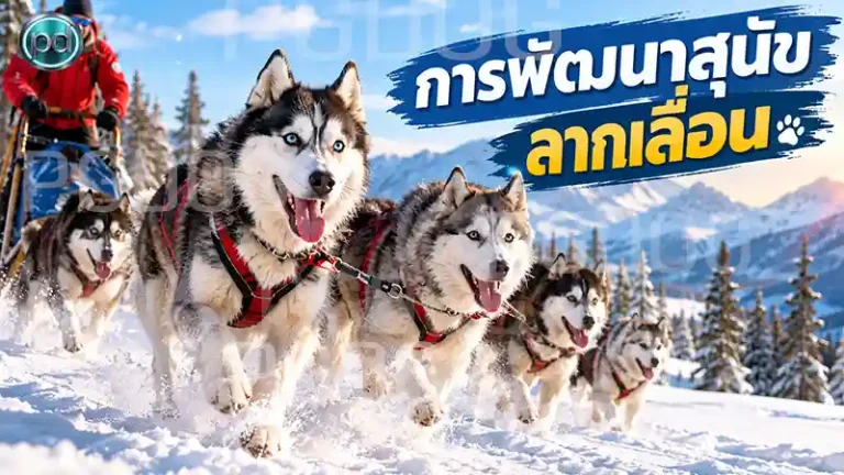 การพัฒนาสุนัข ลากเลื่อน