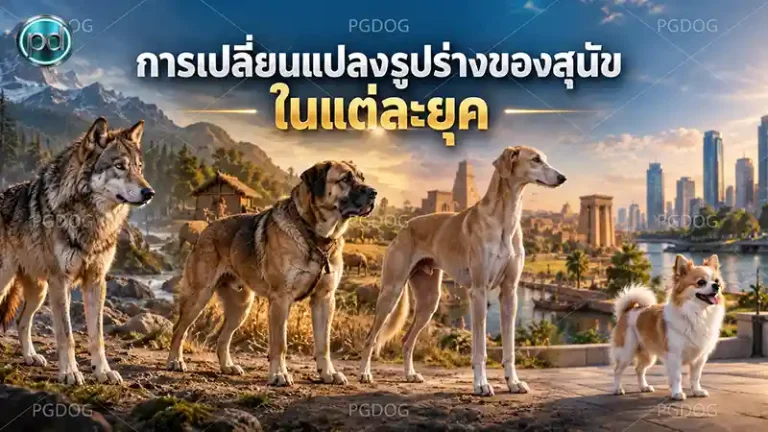 การเปลี่ยนแปลงรูปร่างของสุนัข ในแต่ละยุค