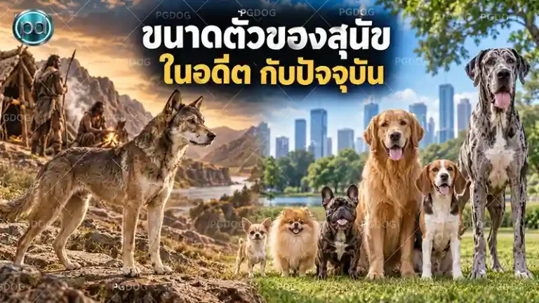 ขนาดตัวของสุนัขในอดีต กับปัจจุบัน