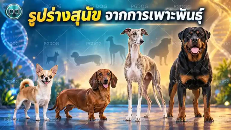 รูปร่างสุนัข จากการเพาะพันธุ์
